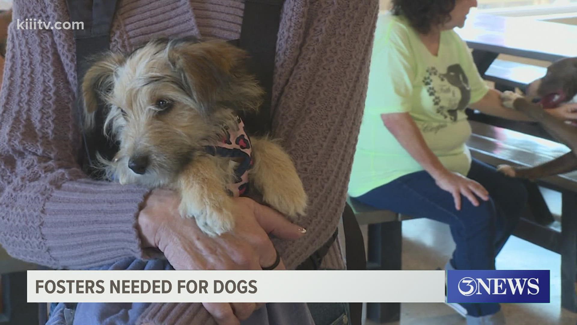 They take dogs off of euthanasia lists and off the streets in hopes of finding nurturing homes for them.