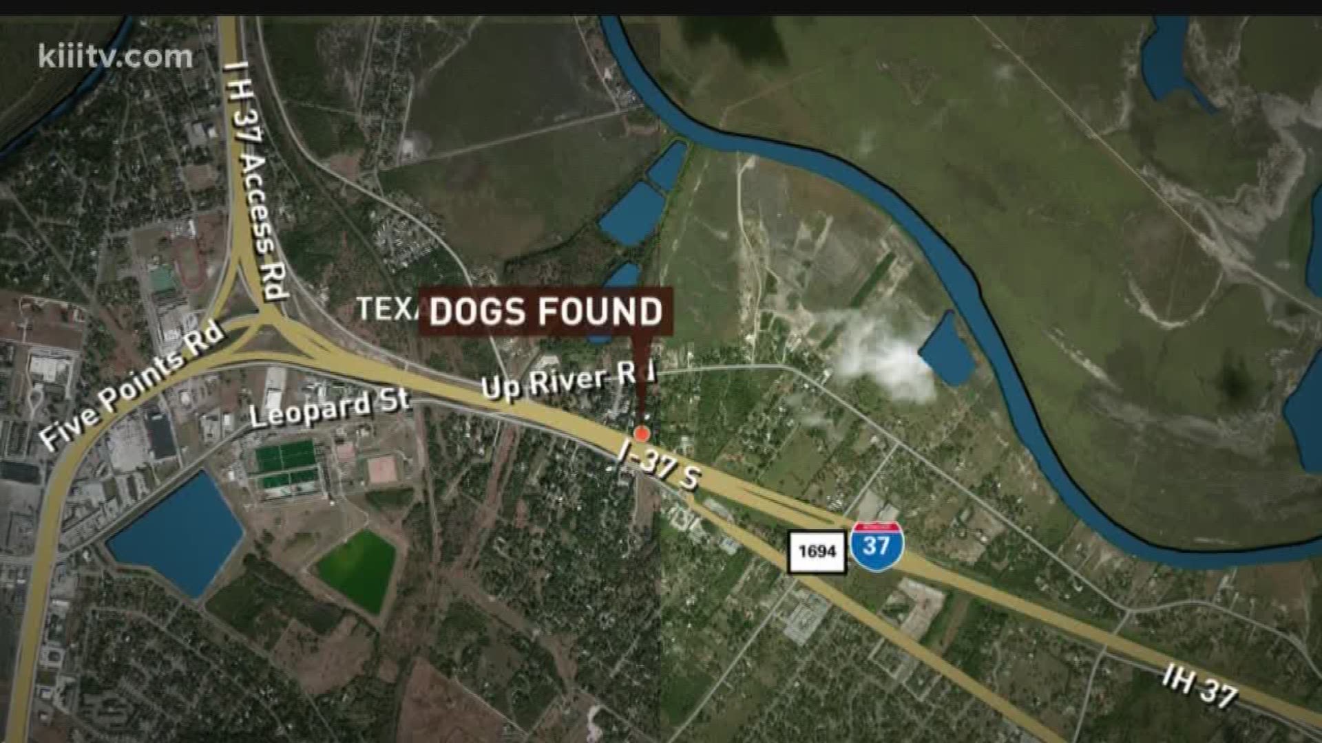 Police discovered seven dogs under a tree around 8:30 a.m Monday and the animals had no collars or tags.