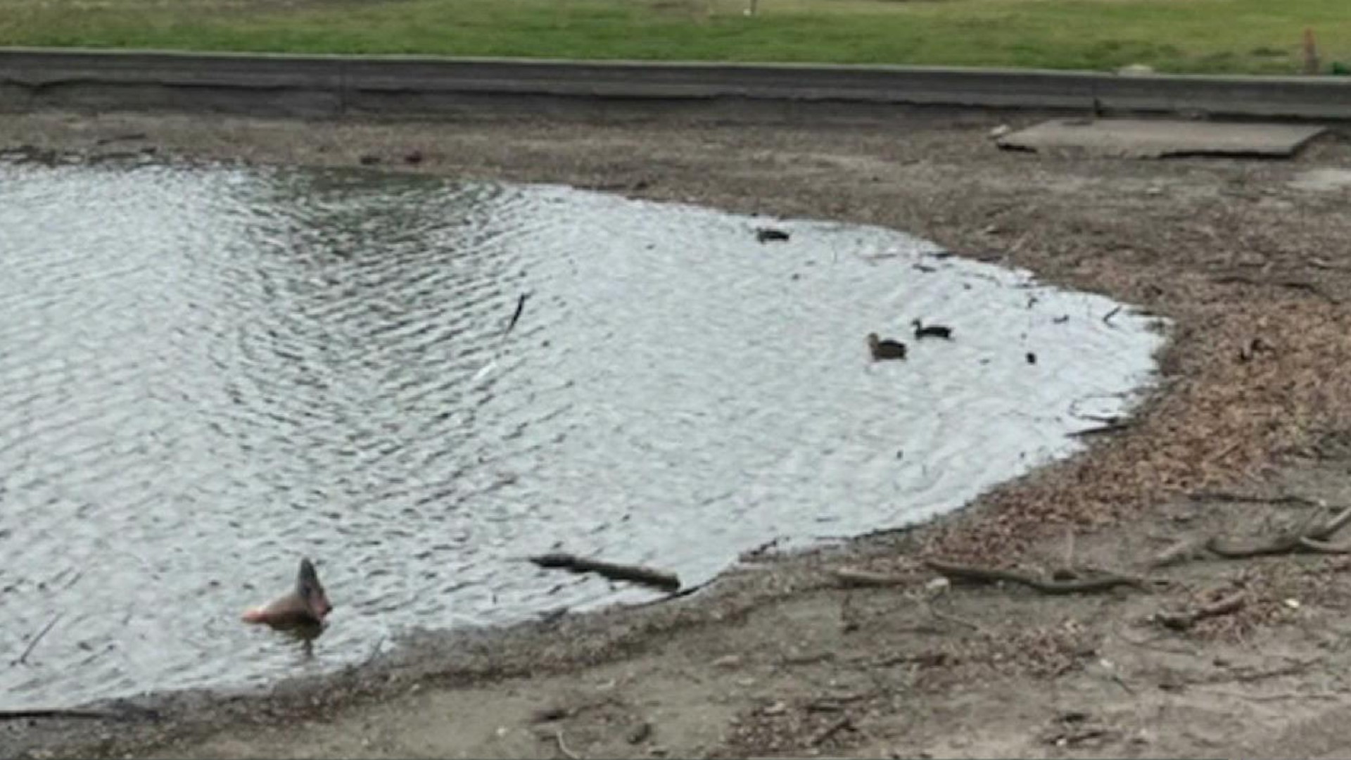 April Guzman and her family came out to feed the animals at the duck pond, and were shocked to see how little water was left for the birds and turtles.