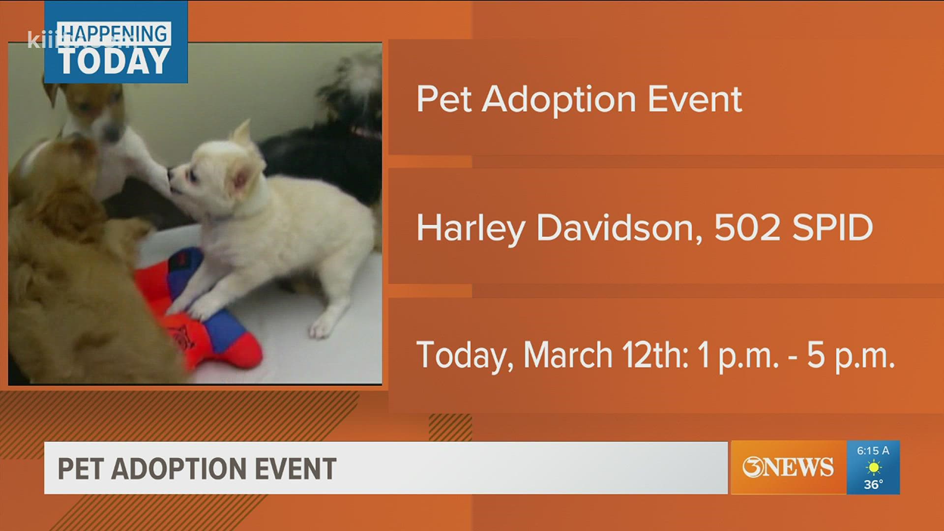 Harley Davidson, Animal Care Services, free puppy adoption event |  