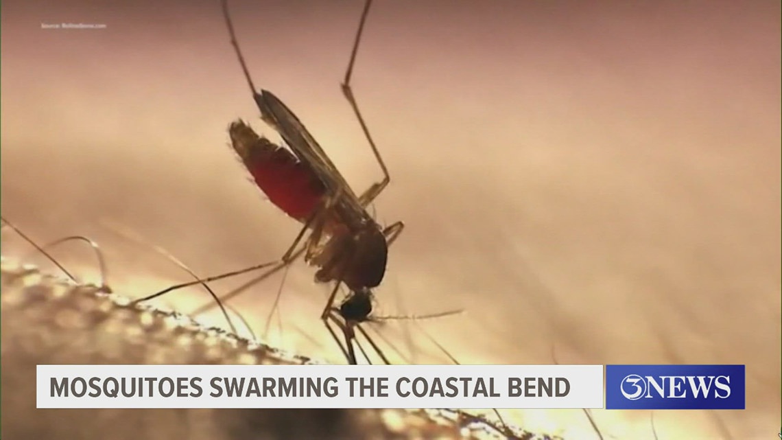 Increase in mosquitoes confirmed in coastal areas