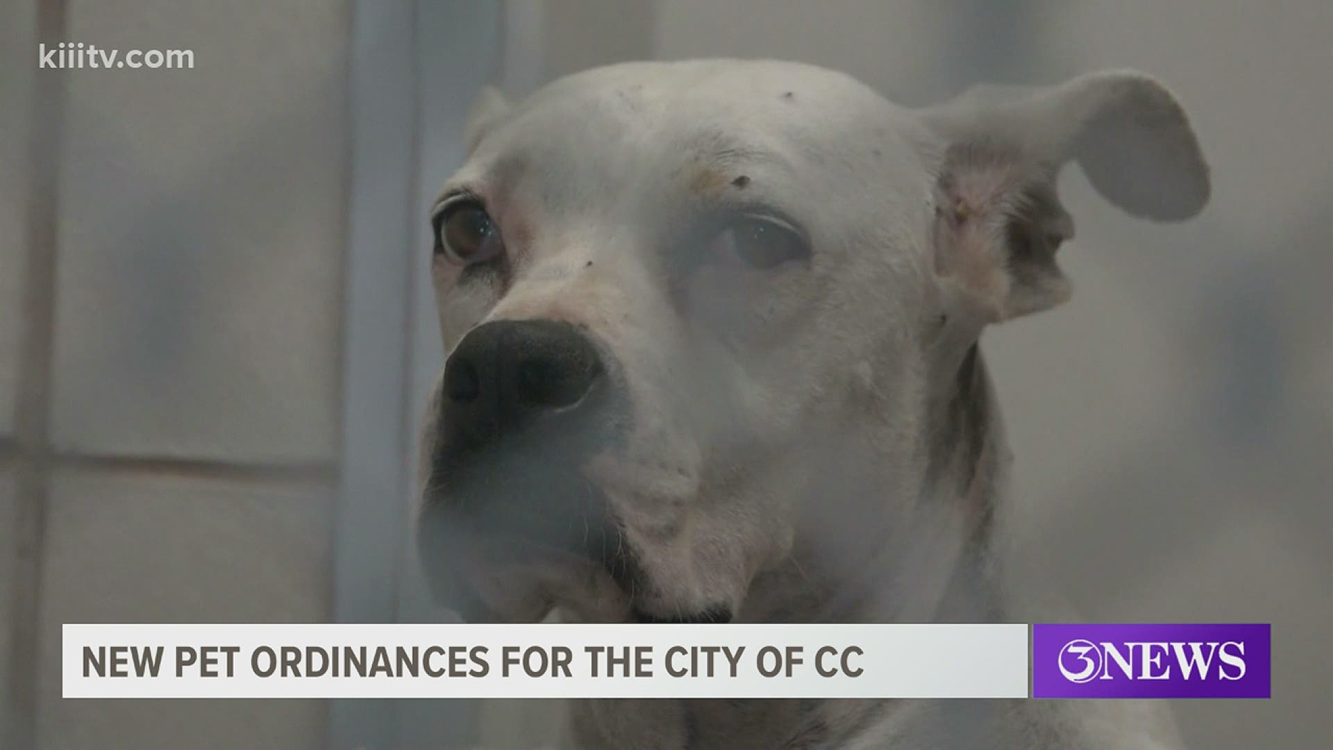 One of the big ones council will vote on is the requirement of pets to be implanted with a microchip.