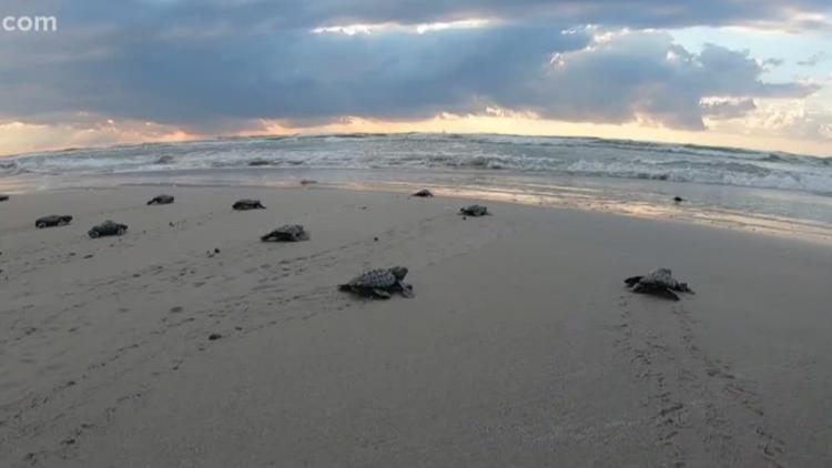 Two chances to witness sea turtle releases in the coming days