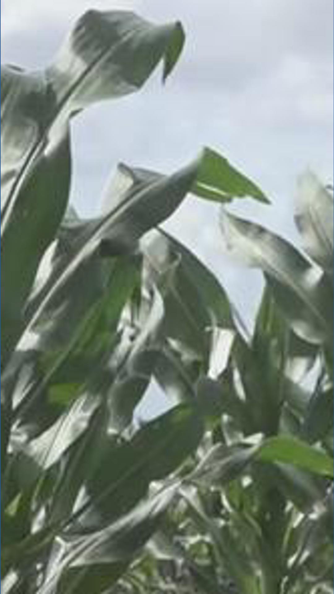 ईरान संघर्ष के बीच टेक्सास के किसानों को बढ़ती लागत का सामना करना पड़ रहा है