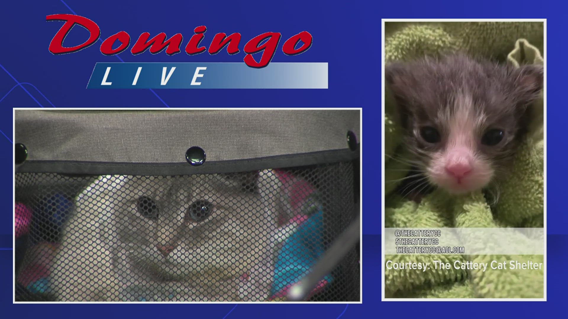 Local cele-purr-ty Princess Cecily and The Cattery reps Crystal and Gilbert joined us on Domingo Live to discuss kitten season and how you can help the cat shelter.