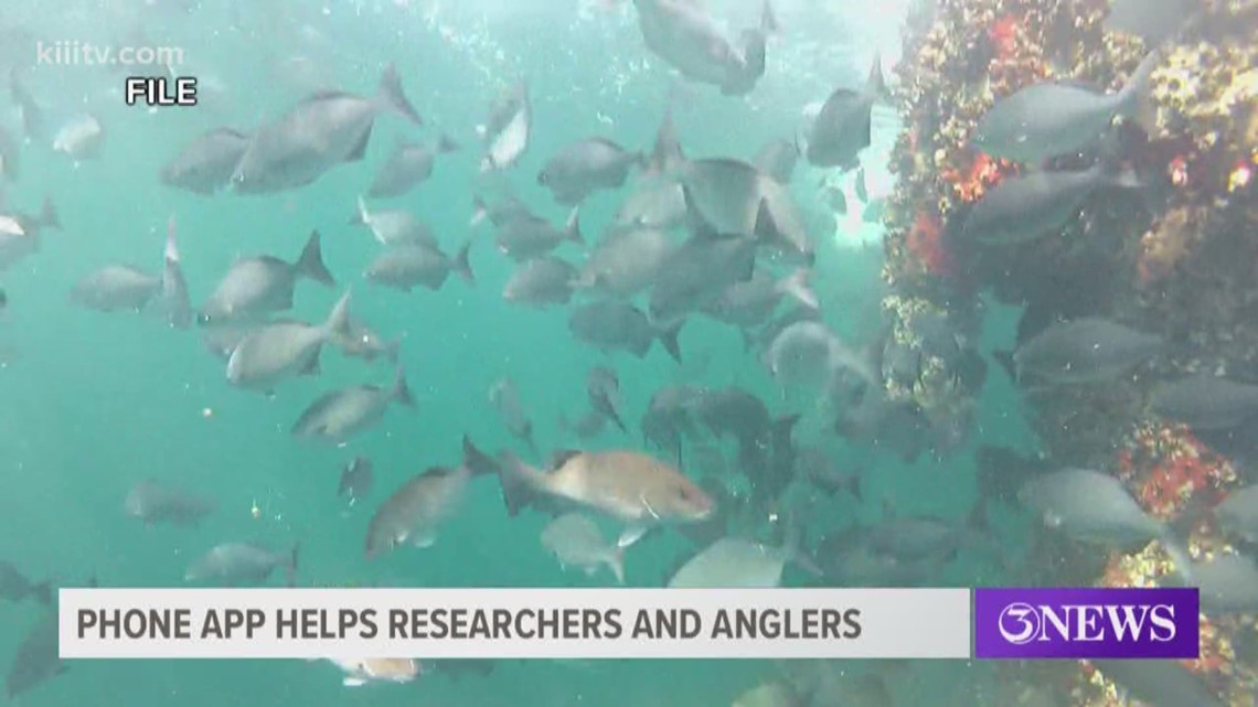 Phone app helps extend Texas red snapper season