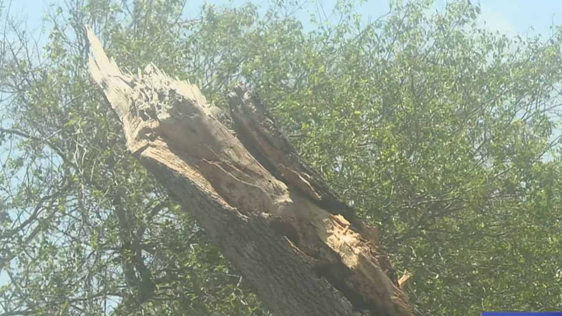 Expert tips for protecting your plants, trees