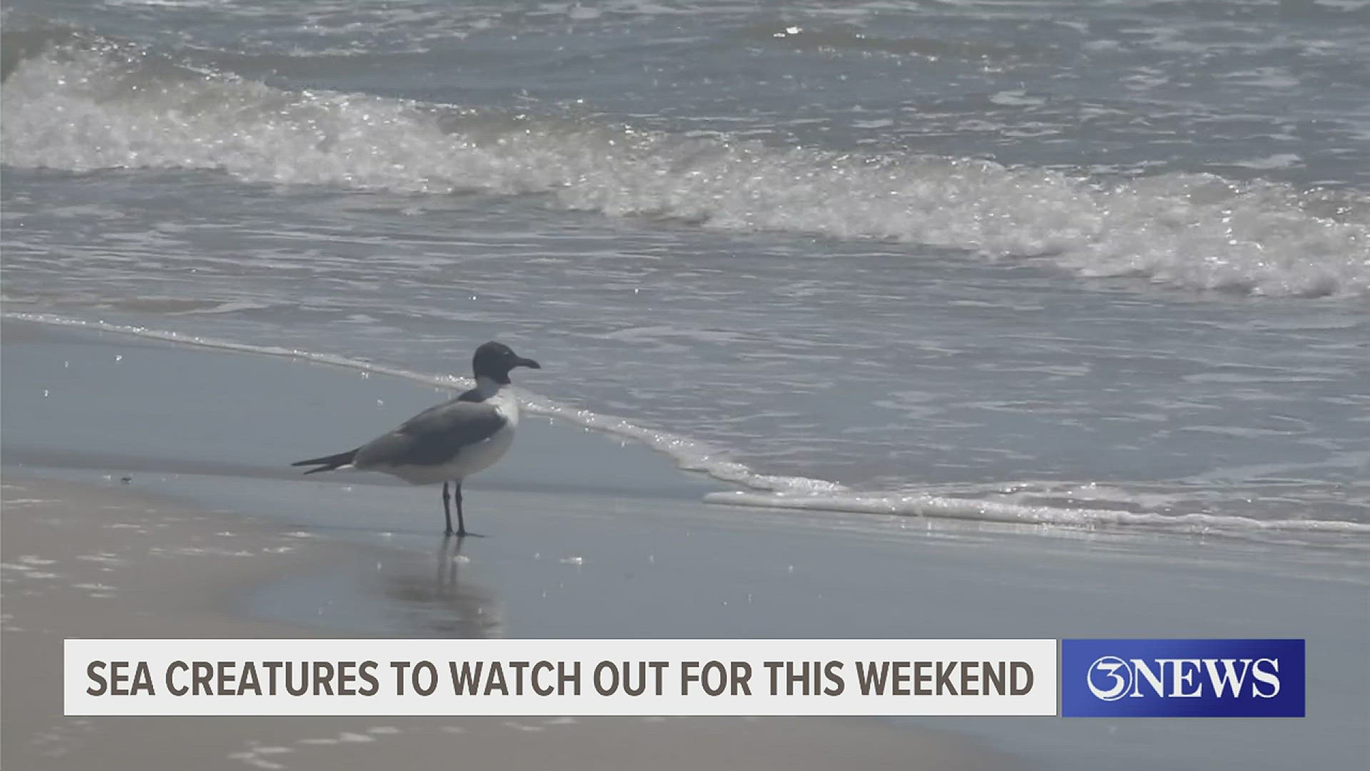 It's always important to be aware of your surroundings while visiting our beaches.