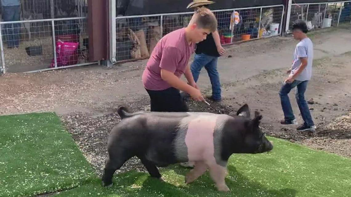 Jim Wells County fair kicks off Wednesday for its 86th year | kiiitv.com