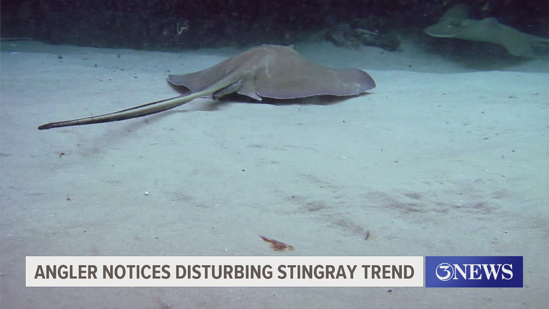 A local angler told 3NEWS he's seeing fellow fisherman remove the barbs from stingrays found in our local waters, some even promoting the act on social media.