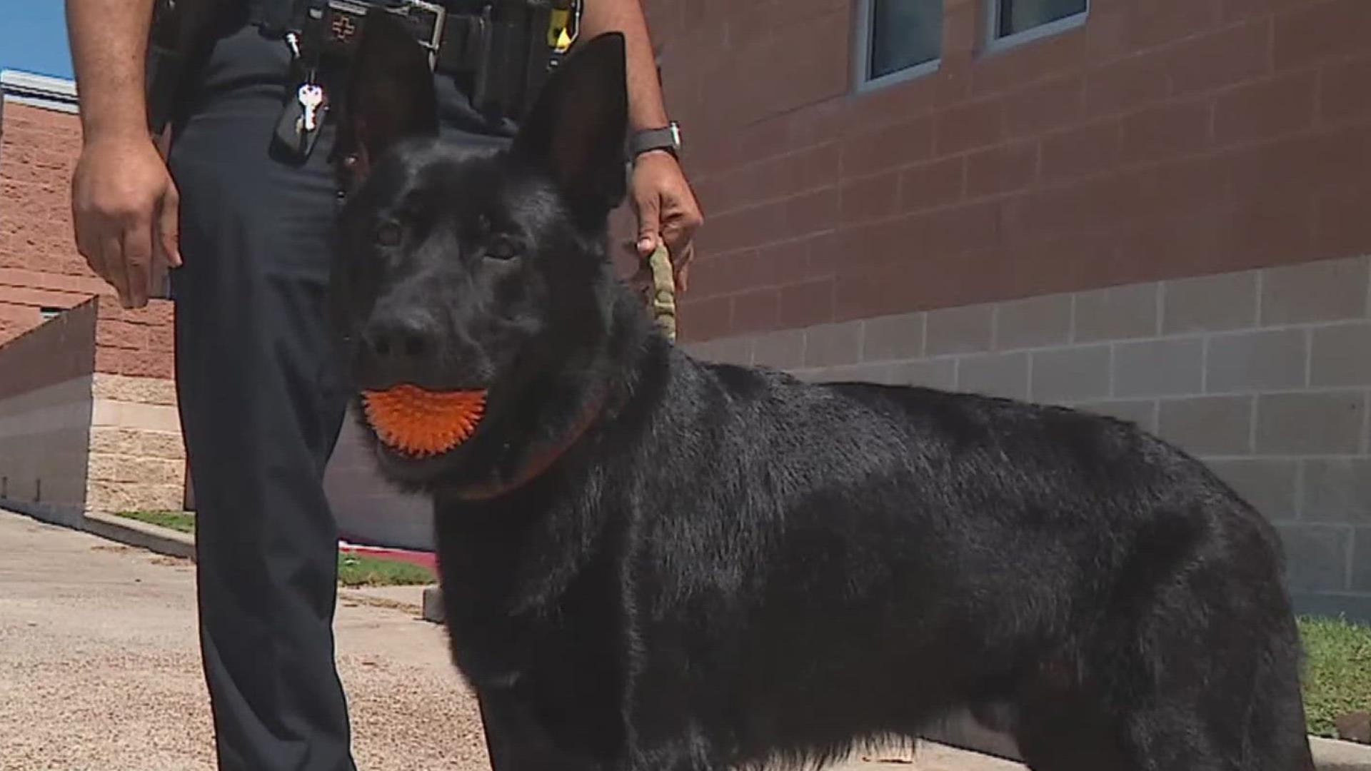 Rockport PD introduces first K-9 officer 'Roscoe' | kiiitv.com