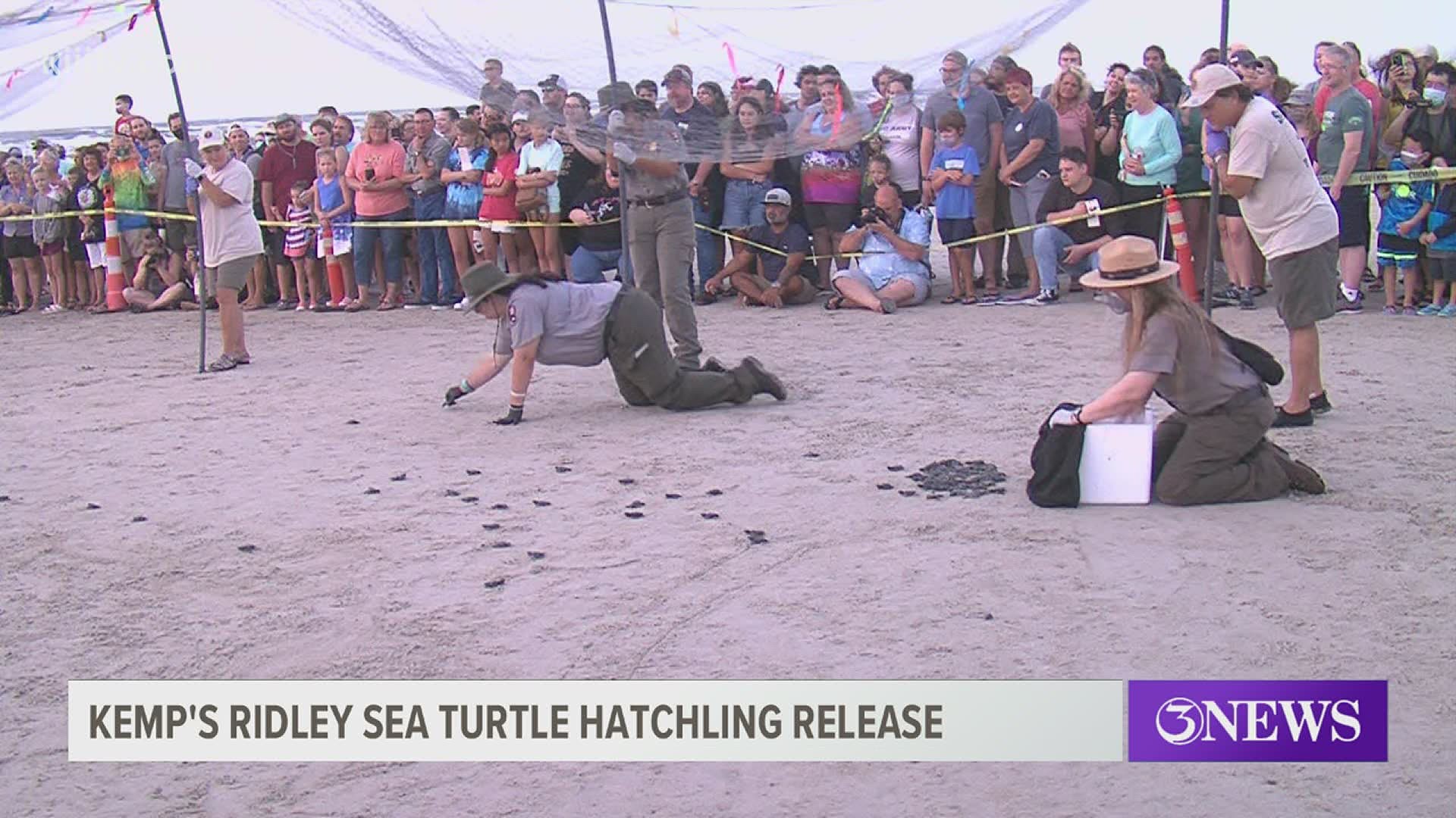 Hundreds gathered at the Padre Island National Seashore Saturday morning for the release of 232 Kemp’s Ridley Sea Turtle hatchlings.