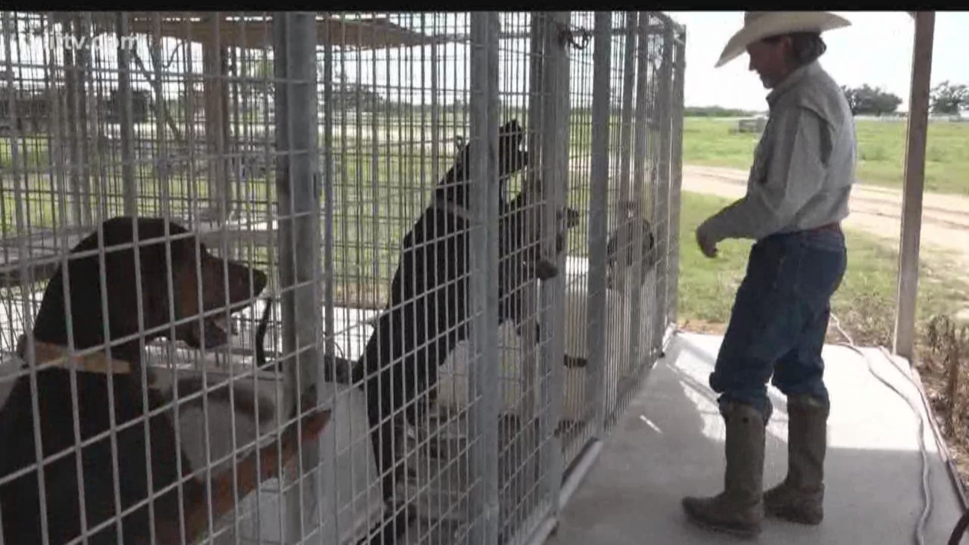 A story about some special dogs raised here in South Texas that are apparently having a positive impact ...far away from here... in South Africa... we first brought you the story back In April about a rancher in Refugio, Joe Braman,  who agreed to use his