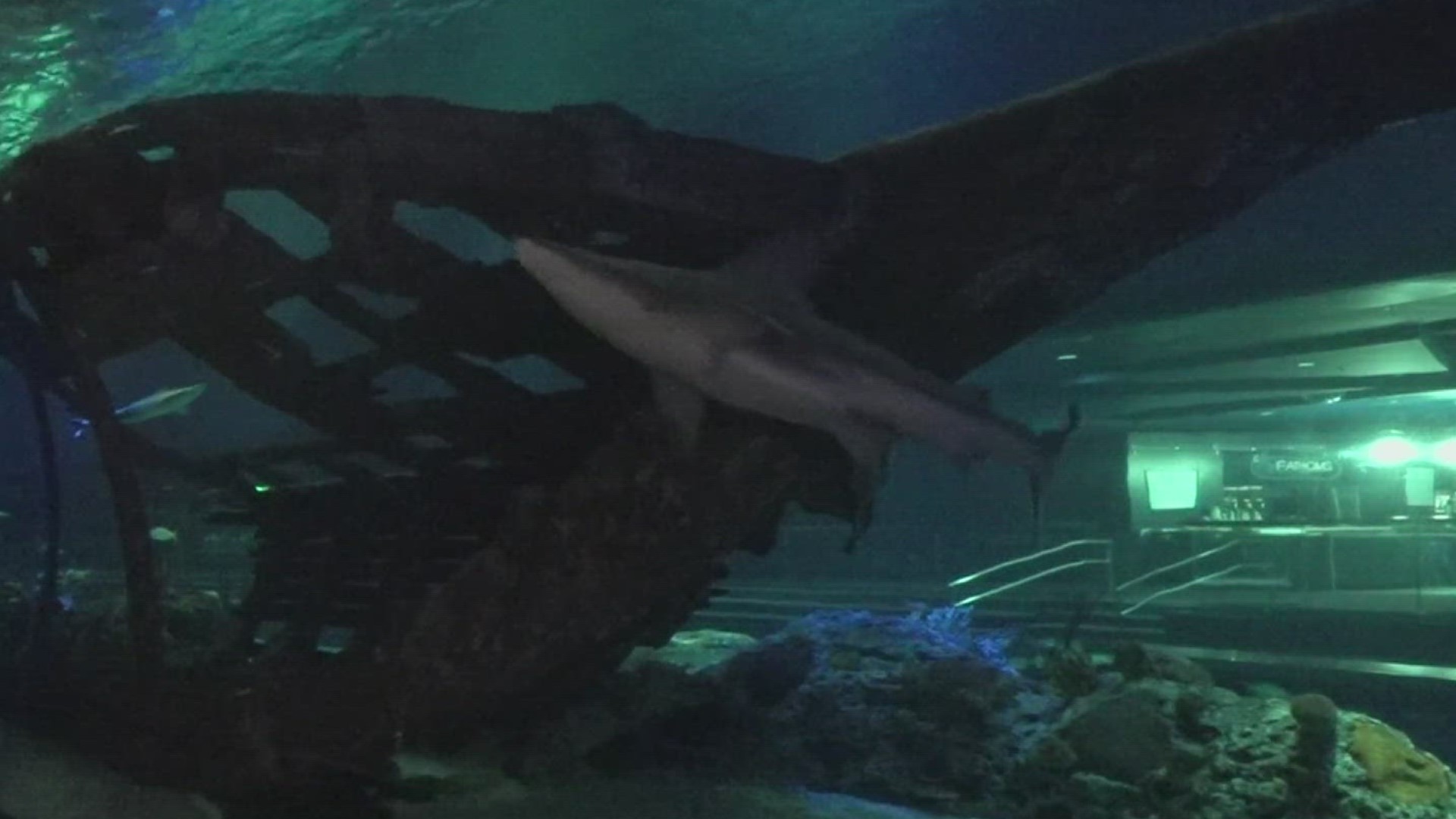 The Caribbean Reef System Exhibit showcases what a possible shipwreck in the Caribbean would look like and features six sandbar sharks!