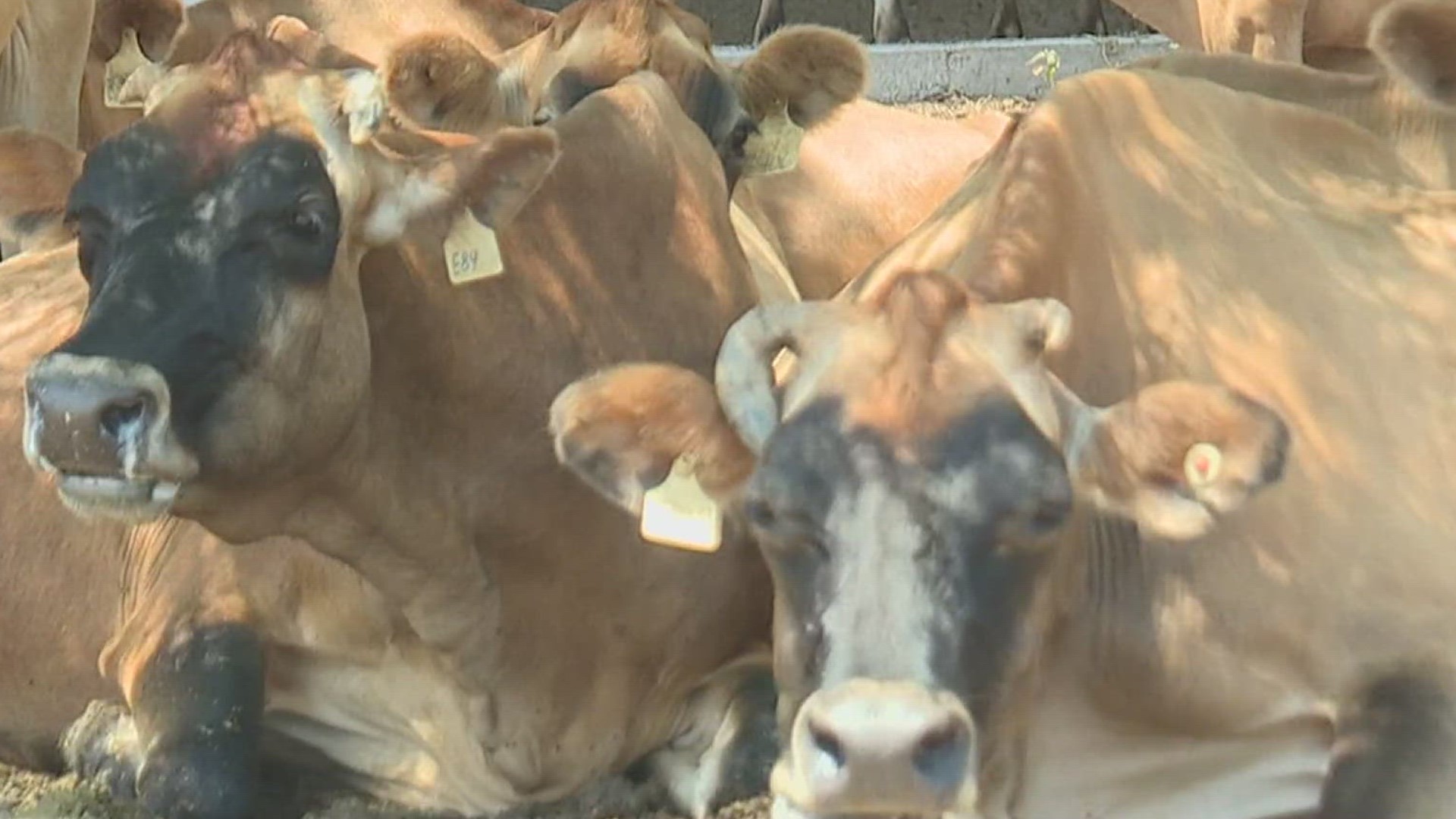 One farmer proves that animals are trying to beat the heat just as much as humans.