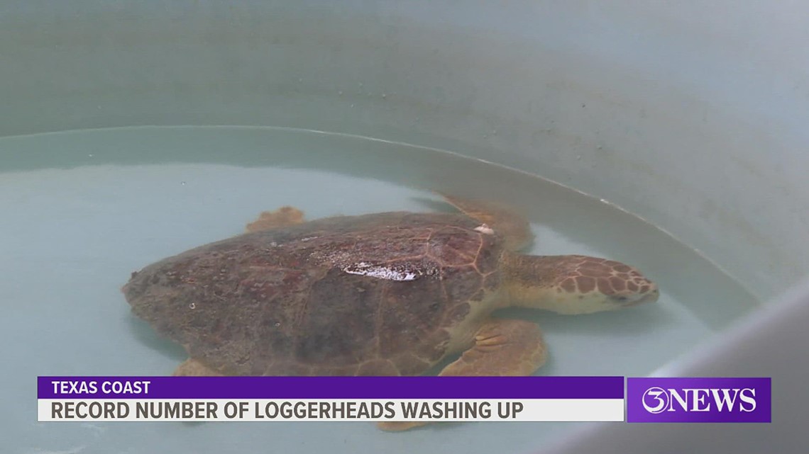 Record number of sea turtles continue to wash up on Texas beaches and ...