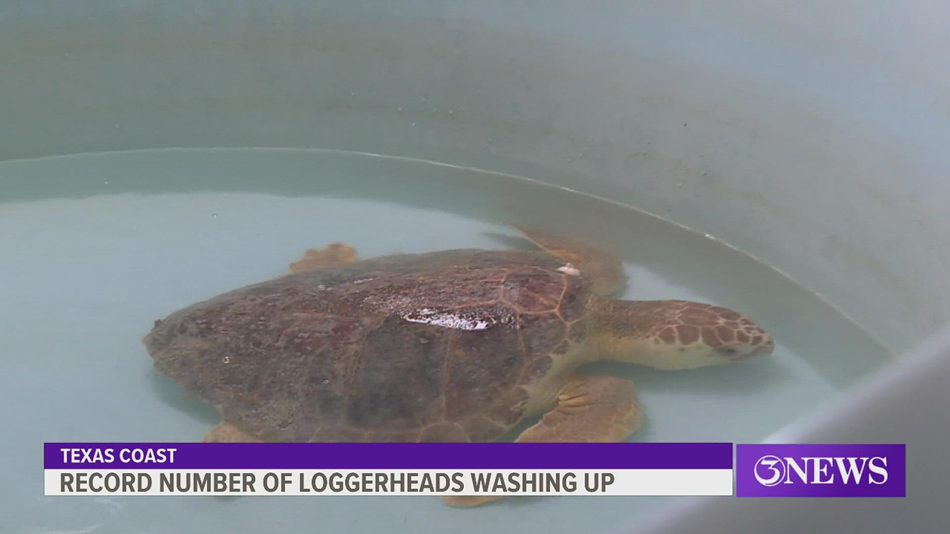 In four months, 282 loggerheads have stranded in Texas, mostly in the Coastal Bend, according to the the U.S. Fish and Wildlife Service.