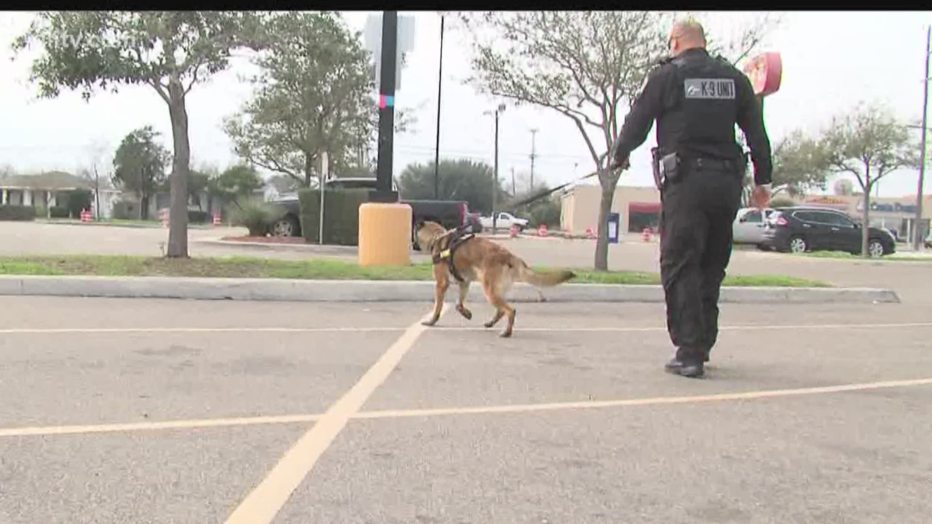 You might be seeing some new, furry members of HEB security teams at various stores around Corpus Christi from now on.