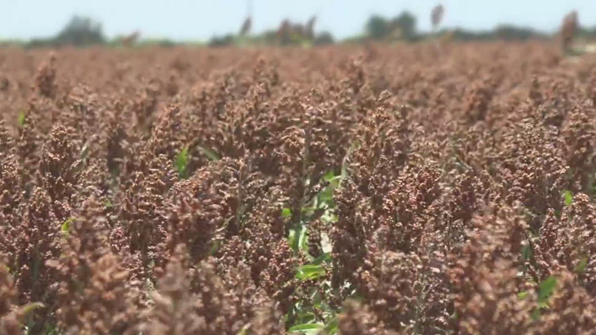 Officials estimate farmers were able to get around 70 percent of the county's grain sorghum ahead of the storm.