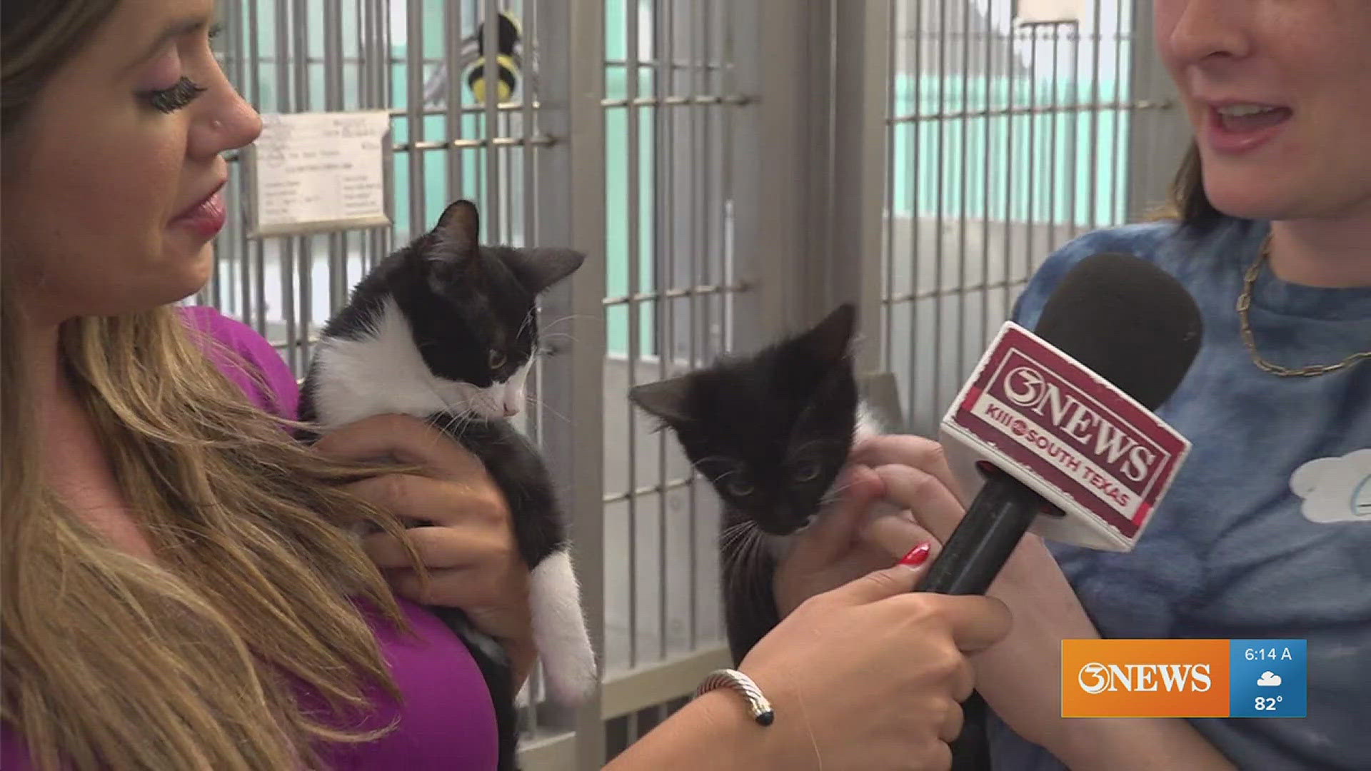 This adorable pair of kittens are only about 9 weeks old!