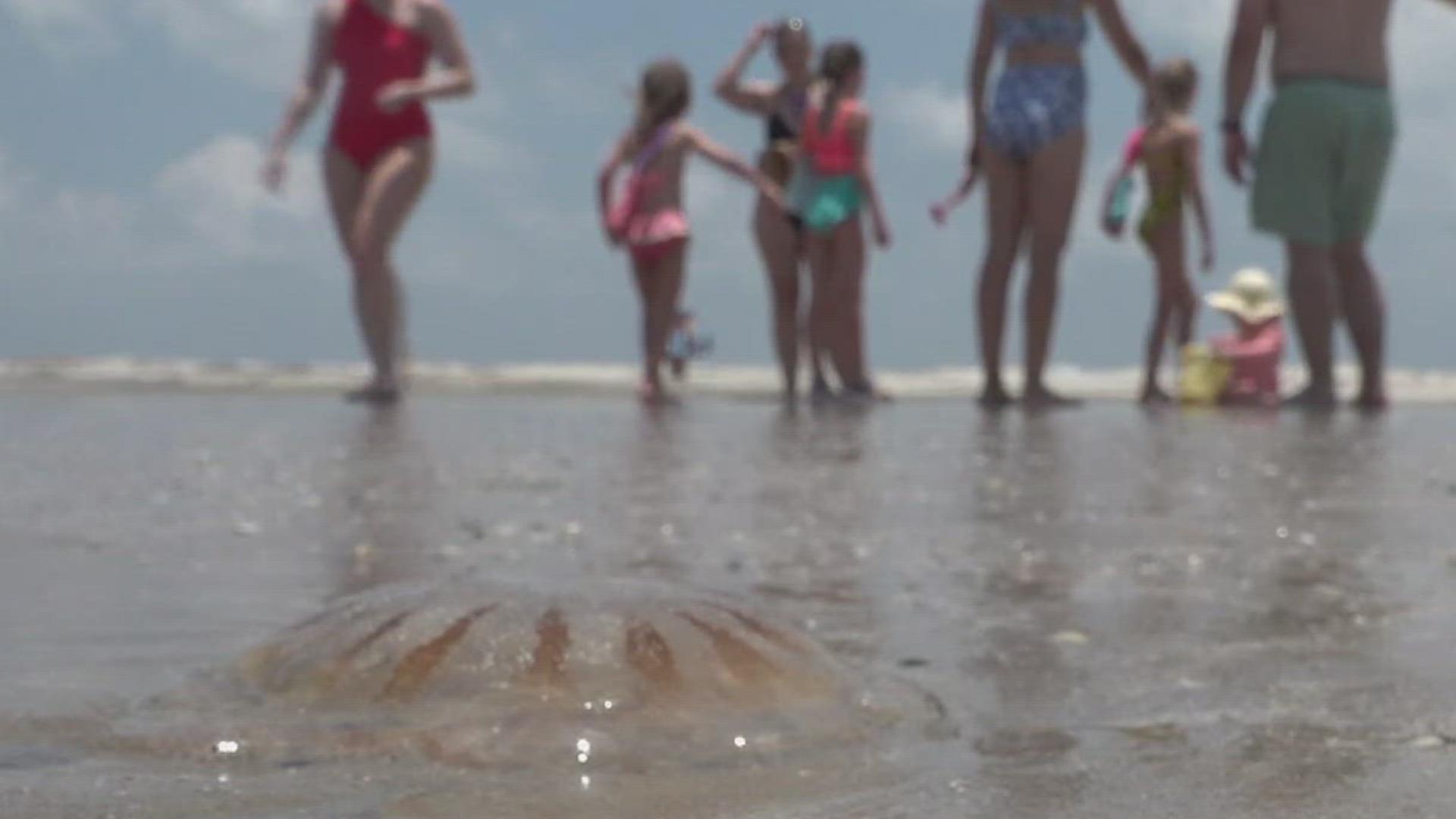 Officials say there's a number of reasons why the jellyfish are here in such high numbers, like food source, warm temperatures, and even Tropical Storm Alberto.