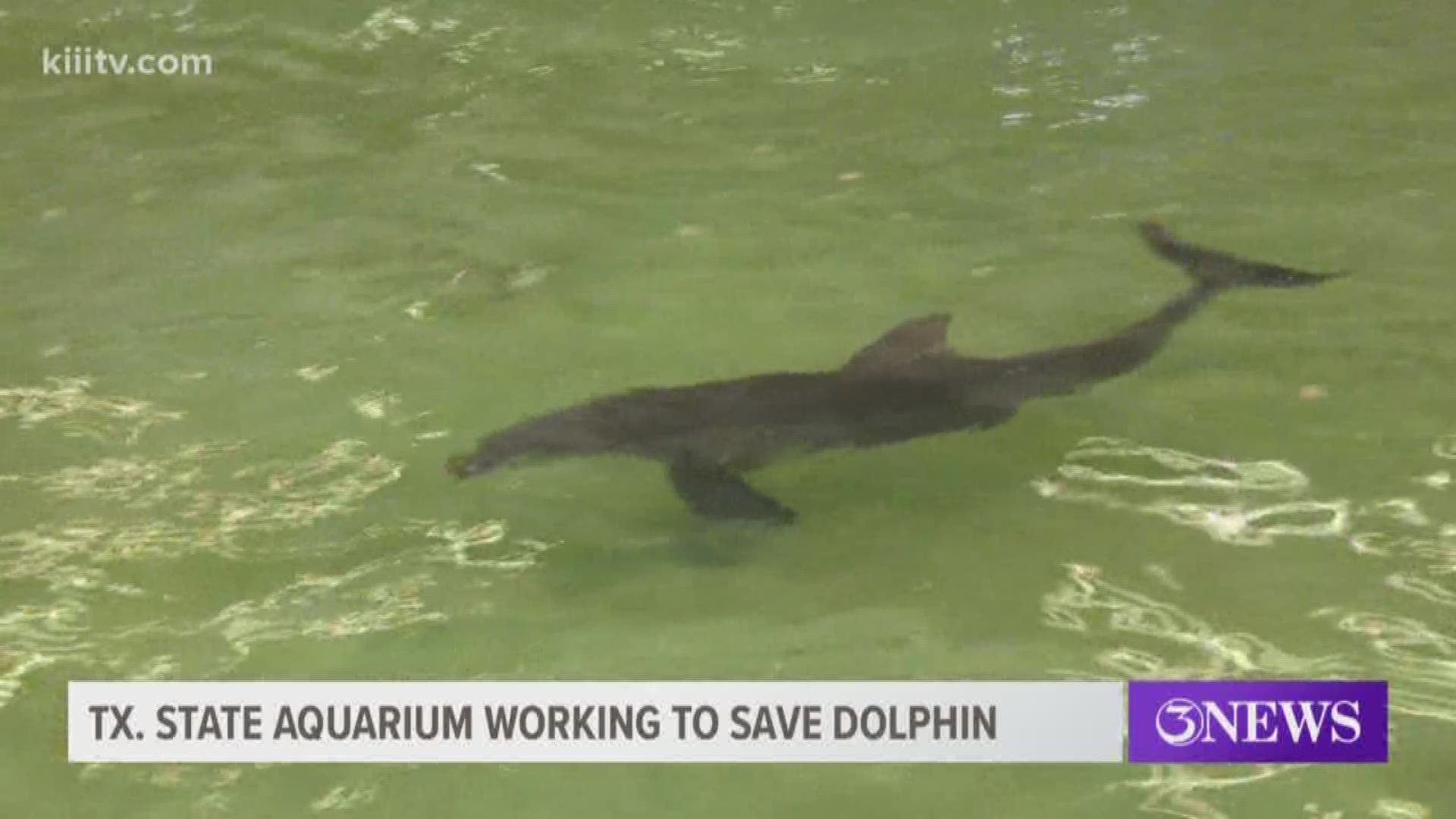 Staff at the Texas State Aquarium Wildlife Rescue are working around the clock to treat a dolphin that was stranded on Padre Island.