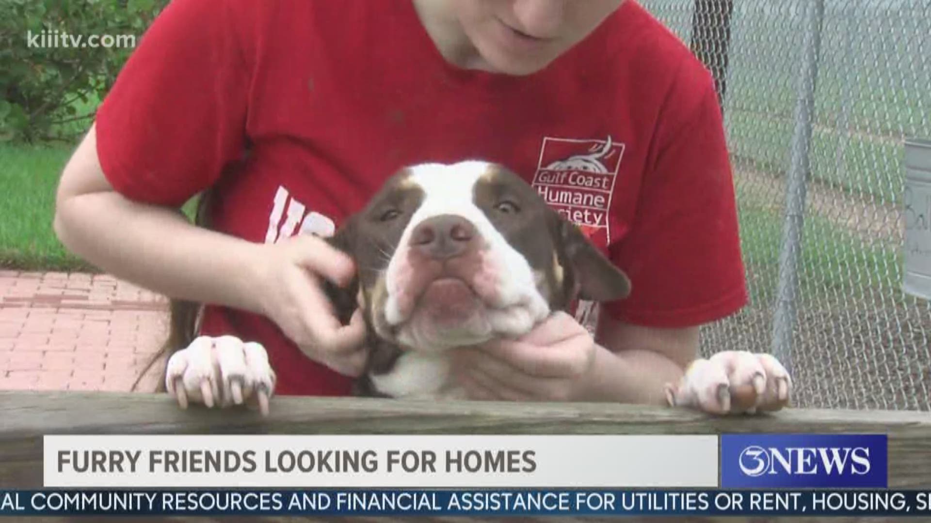 With less and less people out and about, one local animal shelter is reminding the community not to forget about the ones waiting to get adopted.