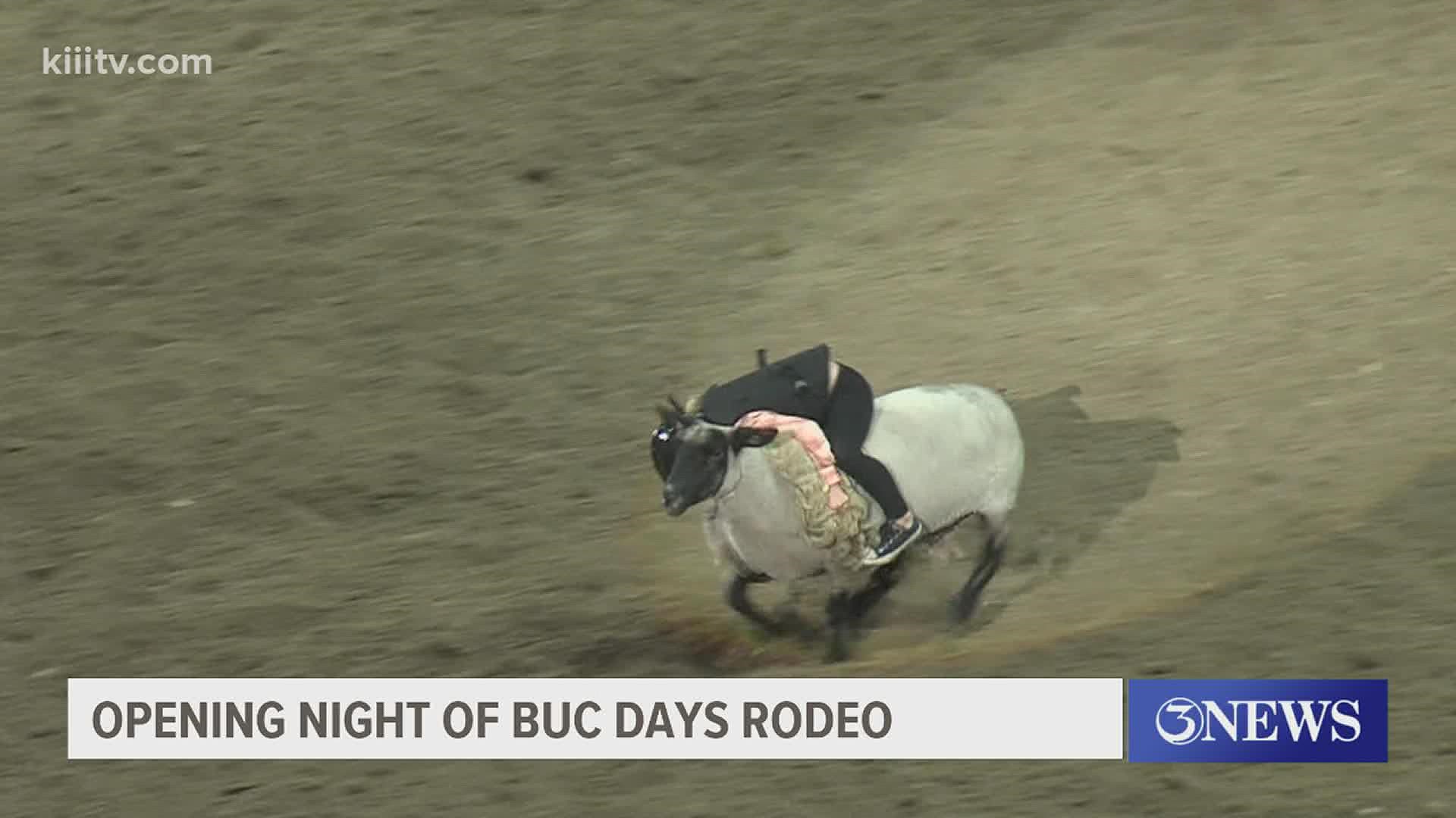 3News checked out some of the saddle bronc competition, the women's breakaway roping and the kiddos doing the mutton bustin'.