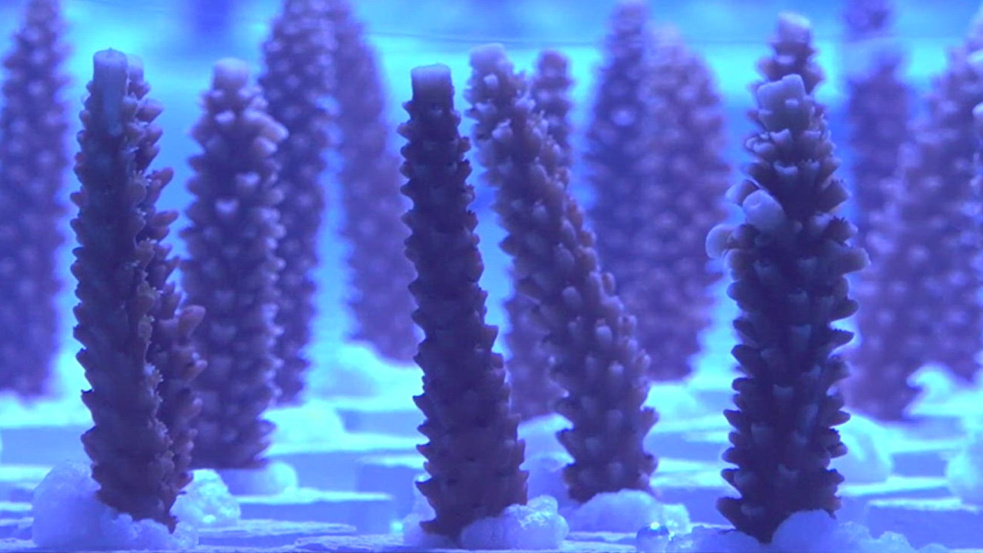 Nearly 300 individual corals have been rescued from Florida and are temporarily being housed at the Texas State Aquarium until they are re-homed.