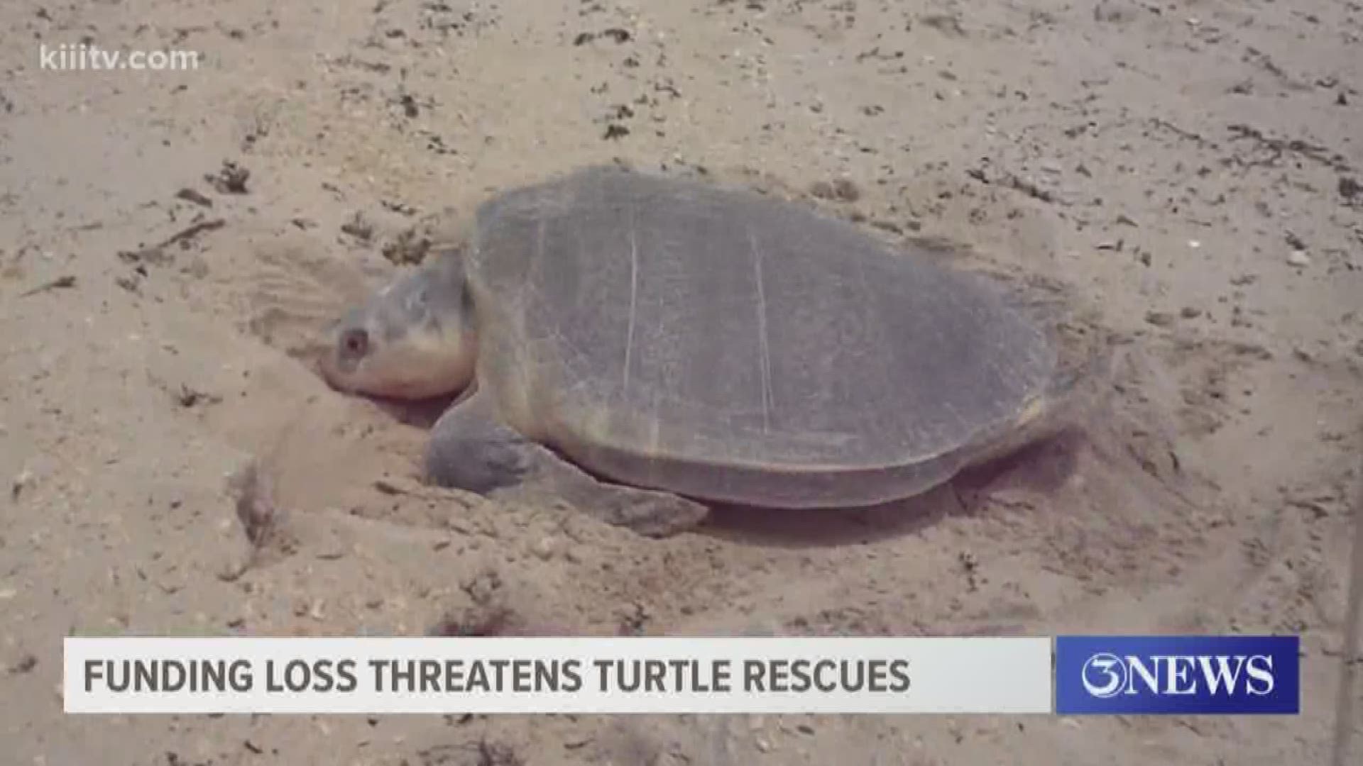 The Sea Turtle Recovery team could face $600,000 budget shortfall by 2025.