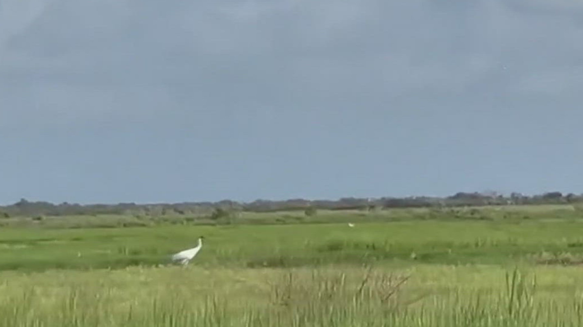 It is a celebration of the crane's yearly return to their wintering habitat at the Aransas National Wildlife Refuge.