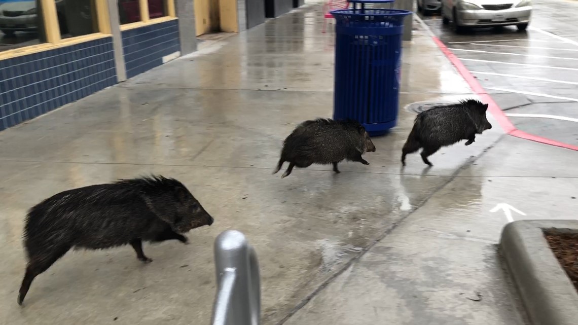 Group of javelinas spotted exploring downtown Corpus Christi