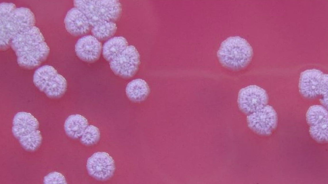 Potentially Dangerous Bacteria Found in Gulf of Texas Causes Concerns