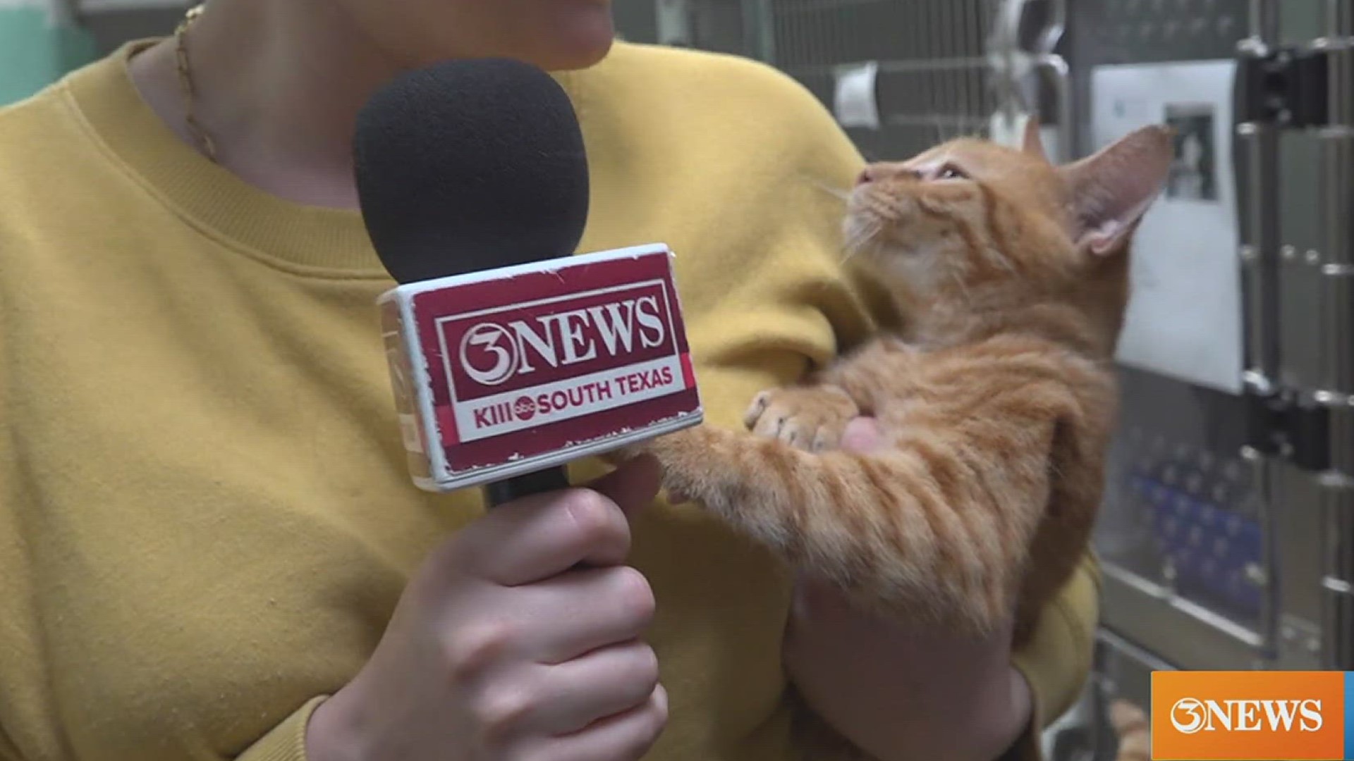 Orange cat behavior? This one-year-old cutie wants you to head on out to the Gulf Coast Humane Society to meet his cool cat friends and maybe even take one home!
