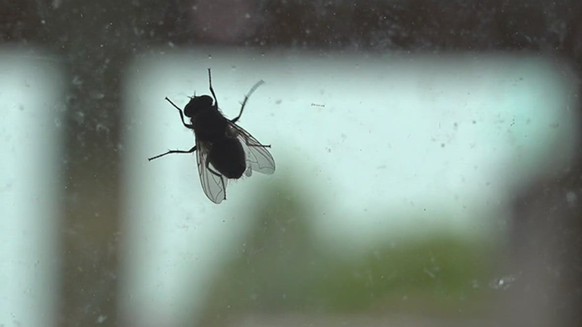 Here's why there are so many flies in the Coastal Bend right now