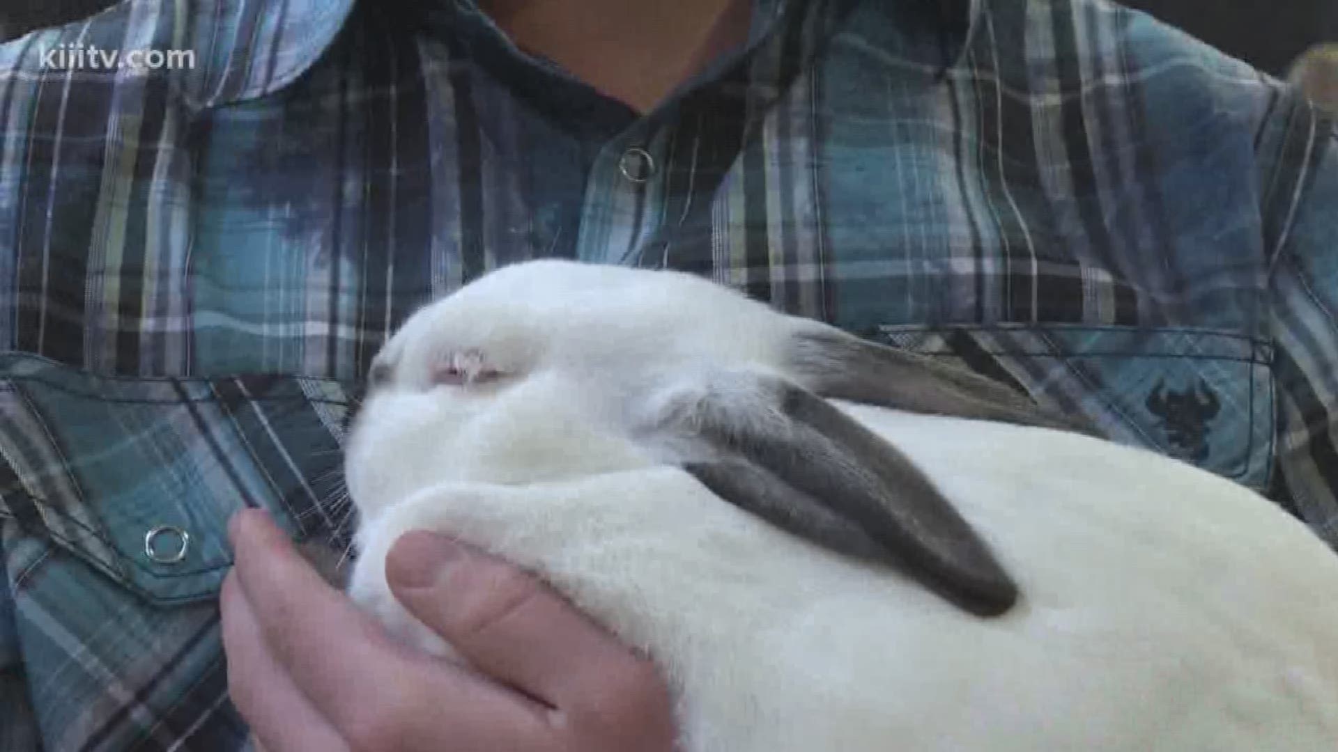 Hundreds of teens gathered to show off their rabbits Thursday at the Nueces County Junior Livestock Show.
