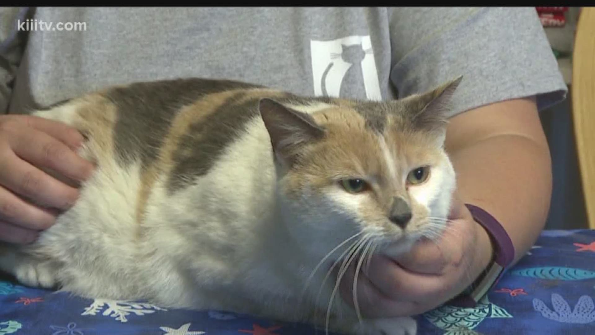 the cattery cat shelter