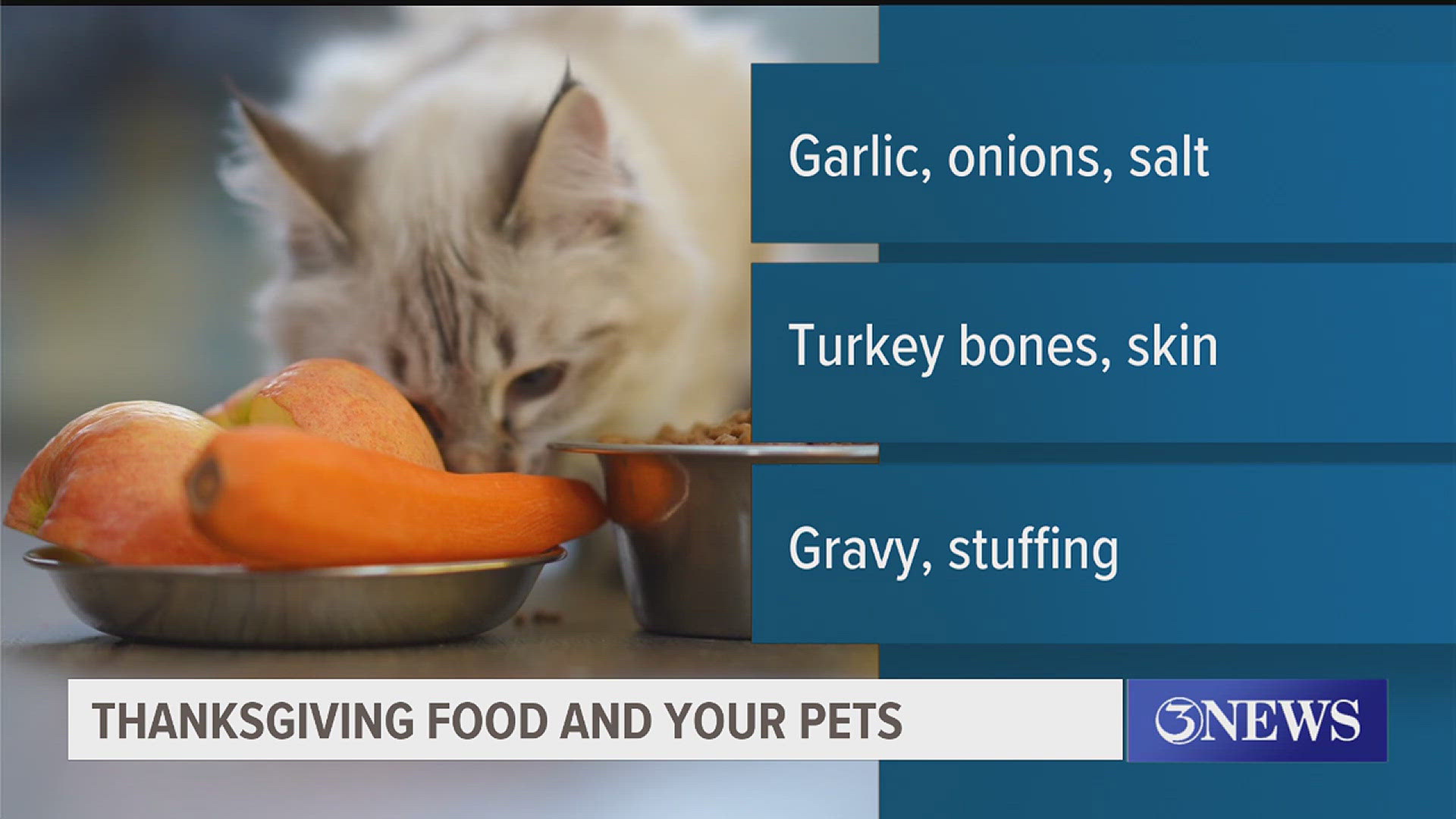 Gulf Coast Humane Society officials said owners should not offer their pets anything that is heavily seasoned.