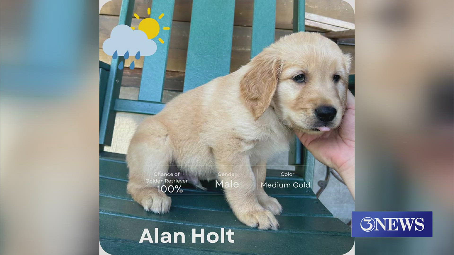 Along with a plethora of memes, Alan even inspired a family of dog breeders to name a pup after him!