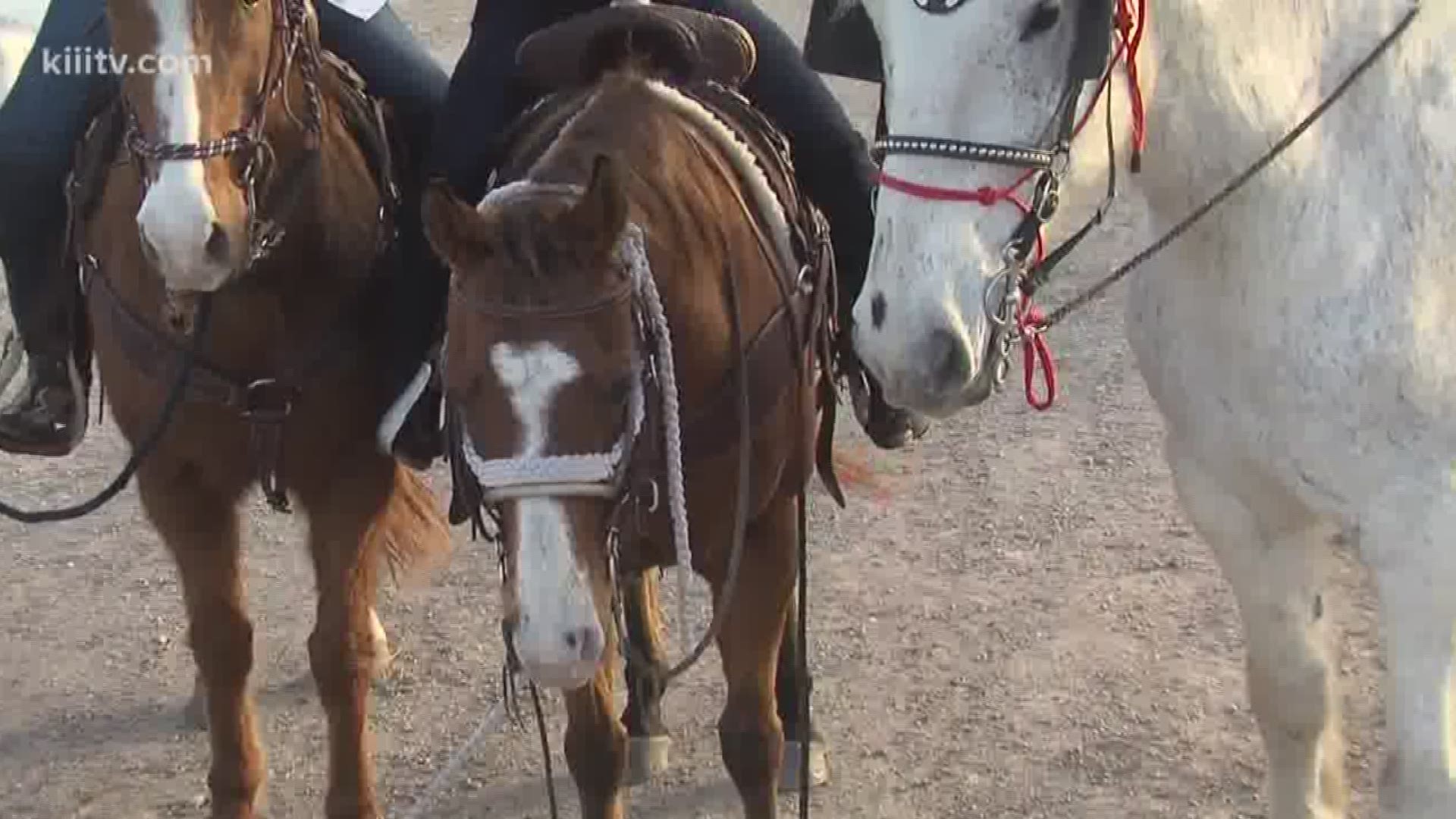 The South Texas Trail Riders are preparing for their 59th annual Trail Ride to the San Antonio Livestock Exposition and Rodeo.