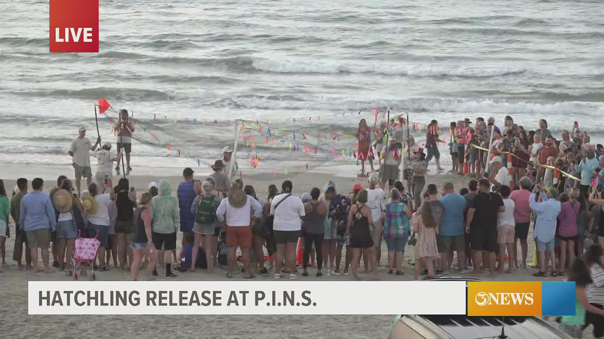 We captured the crowds showing up to one of the many Kemp's Ridley sea turtle releases.