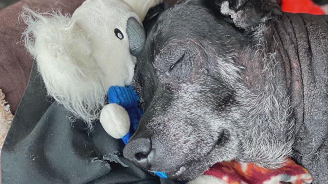 After being abandoned with seven tumors pumpkin finds a home