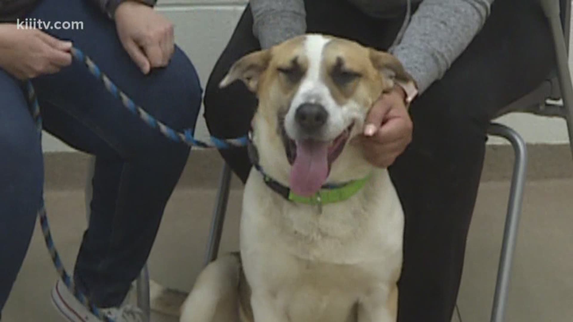 Kristin Diaz introduces us to the dog of the day from the Gulf Coast Humane Society.