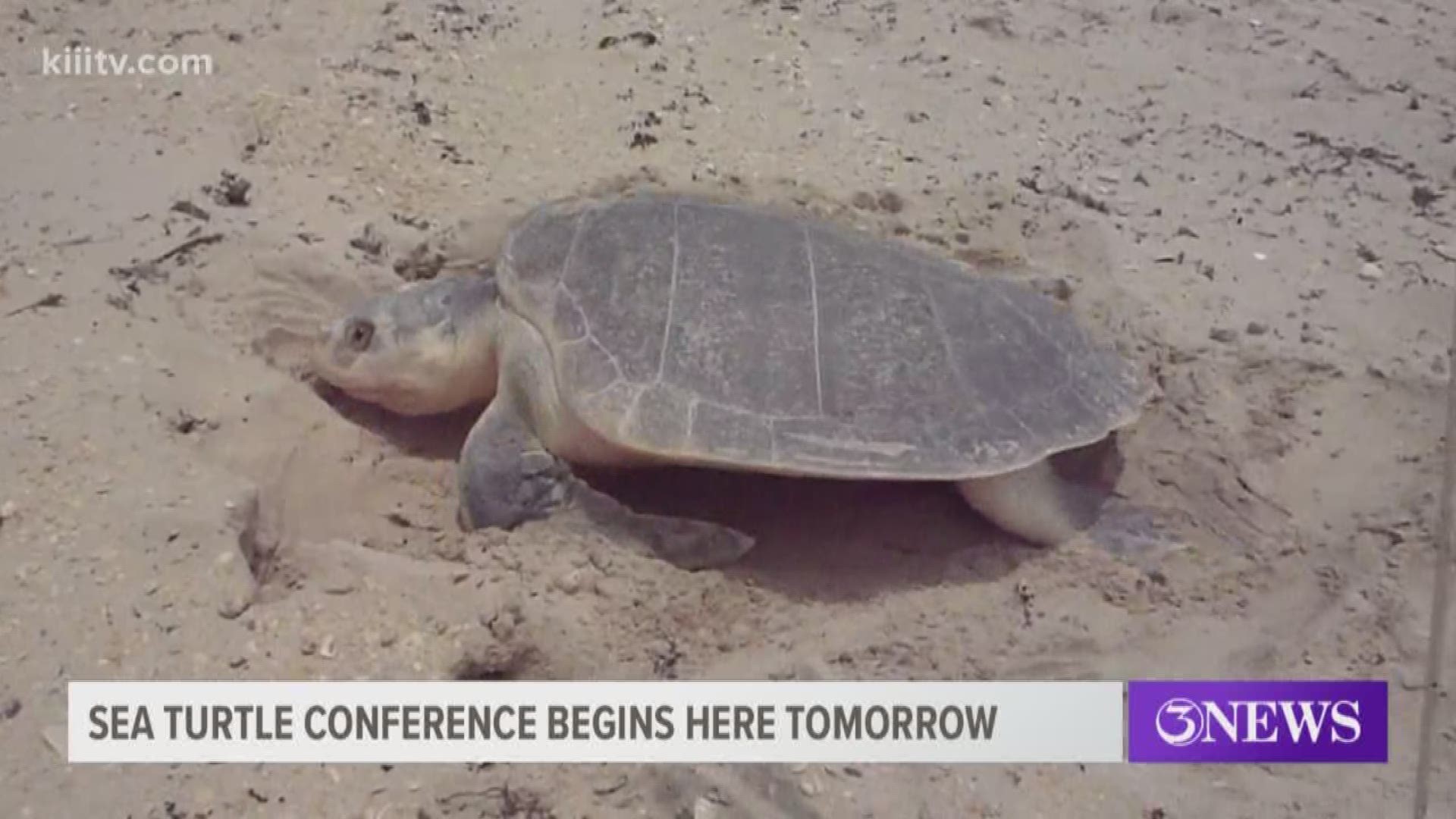 Sea turtle conference begins in Corpus Christi