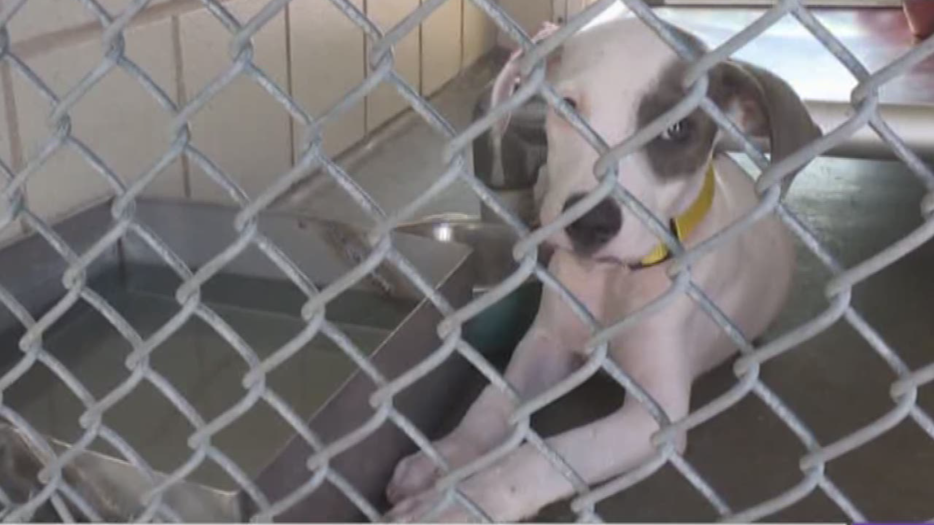 The City of Corpus Christi's Animal Care Services Department is stepping up to bring attention to Suicide Prevention Month by partnering with the Corpus Christi Vet Center to put on a special animal adoption event called Pets for Vets.