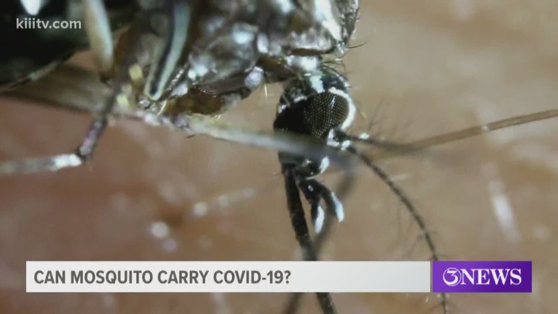 It has been suggested that mosquitoes can carry the COVID-19 coronavirus. 3News decided to look into it.
