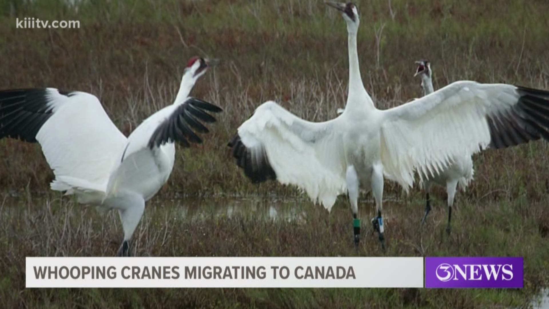 It appears South Texas whooping cranes are on the move back North for the summer.