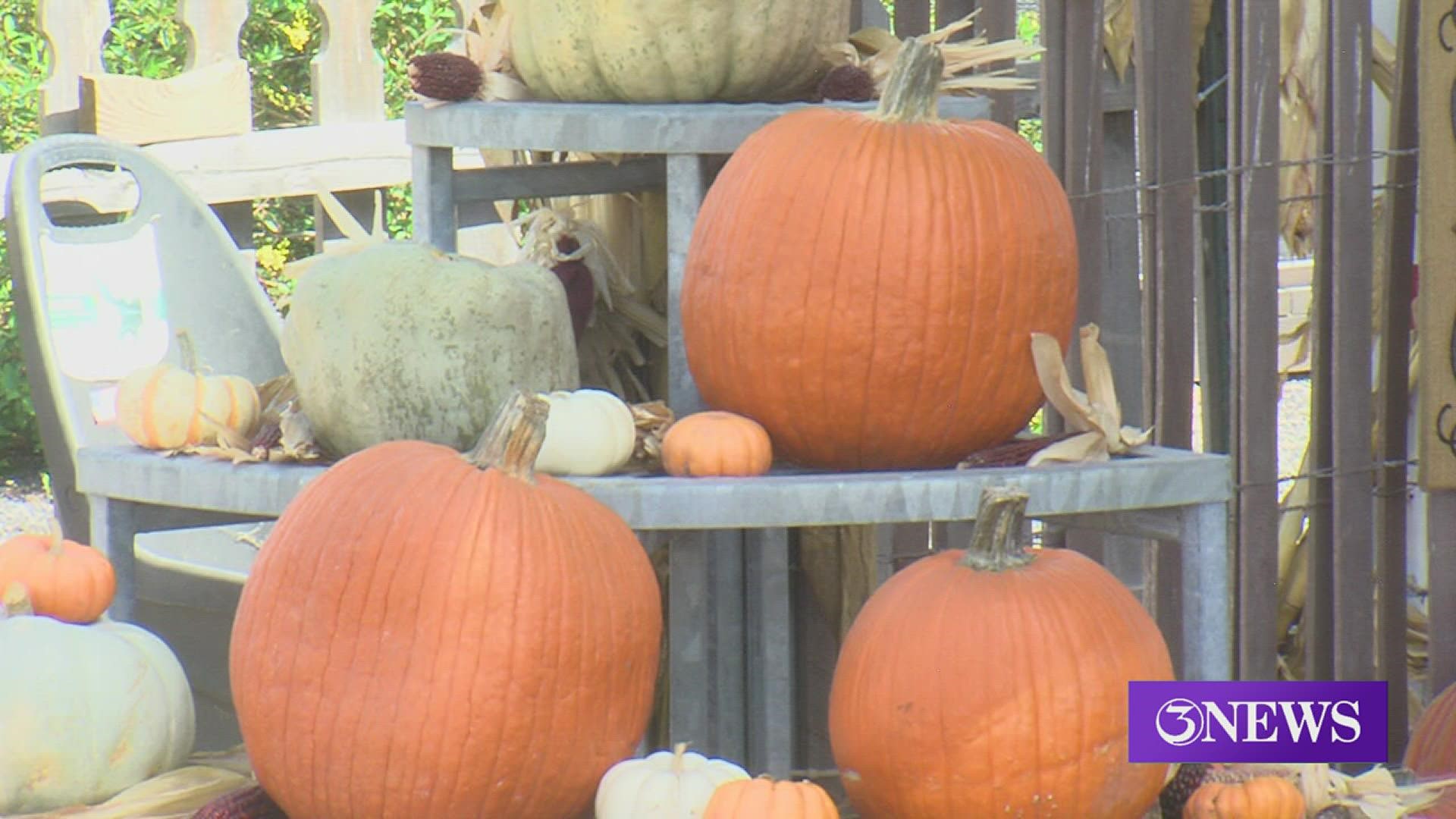 Pumpkin prices are also being affected by inflation this season