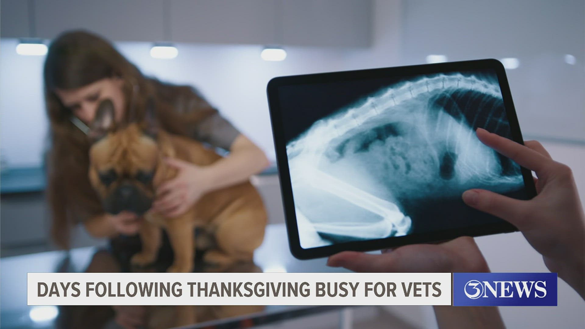 Veterinarians expect pet emergencies to increase in days following  Thanksgiving