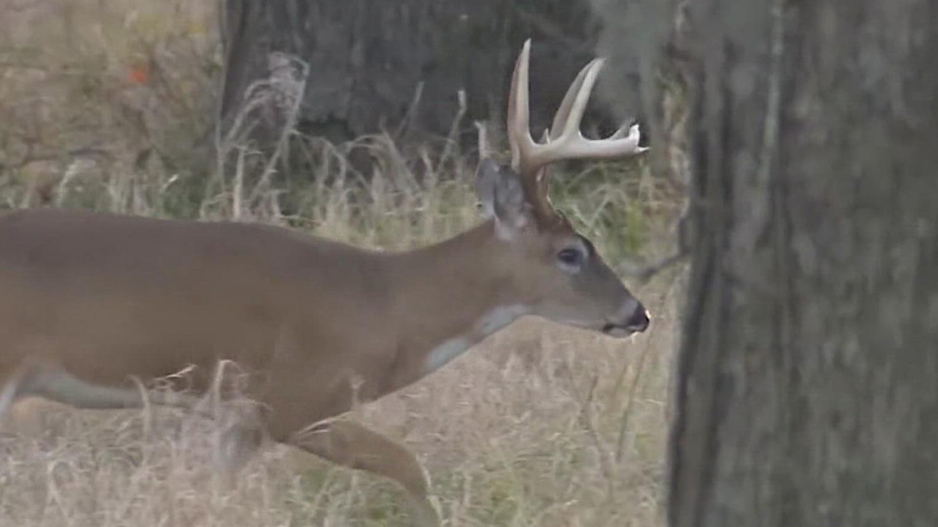 When wildfires make their way through, animals have to leave their homes behind in the brush, but sometimes it can take a while for them to return.